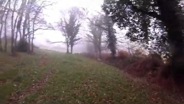 Bretagne setter anglais chasse
