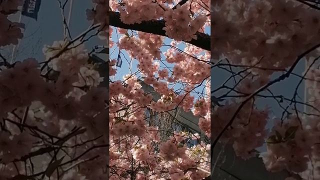 Стокгольм. Королевский сад. Цветение вишни. 04.05.2024