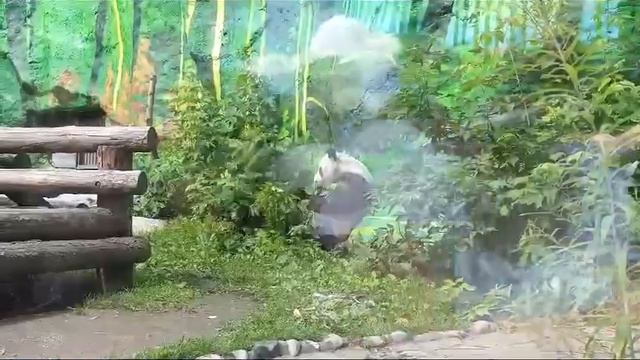 🐼У панды Катюши из Московского зоопарка начался подростковый возраст, и она вовсю нападает на маму🐼