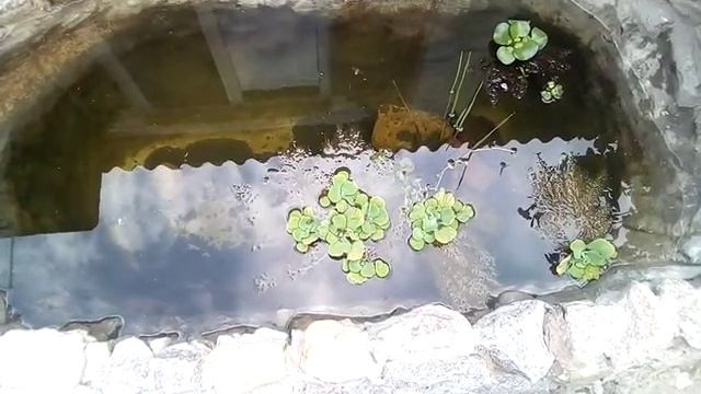 Осы в водоеме)