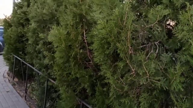 Осенние цветы в Ростове, Левенцовка/Релакс/Цветы у домов/Autumn flowers in Rostov, Leventsovka