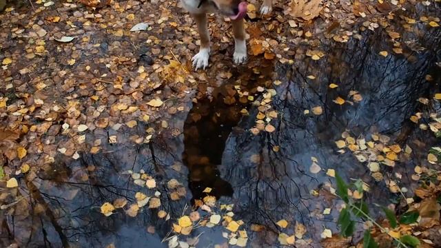 2018 10 окт 29 Поздняя осень