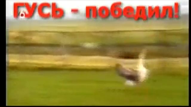 Гусь VS конь