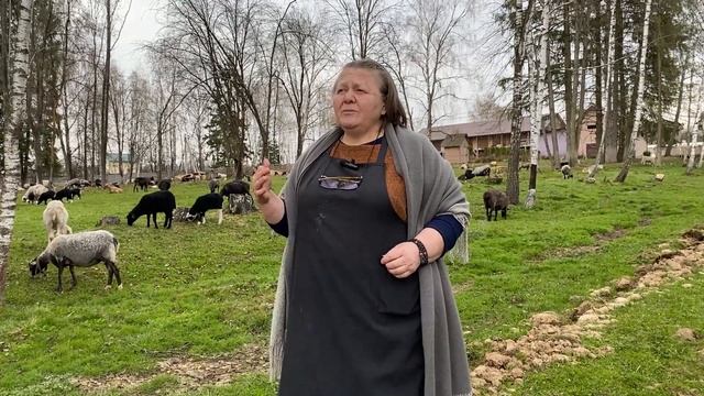 Выбраковка стада. Что делать если ягнята сосут один сосок?