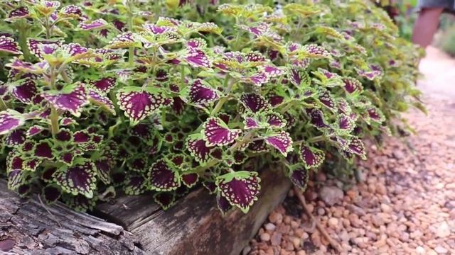 Trial Gardens at UGA: Proven Winners ColorBlaze Coleus