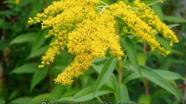 Гравилат городской: описание сортов свойства применение