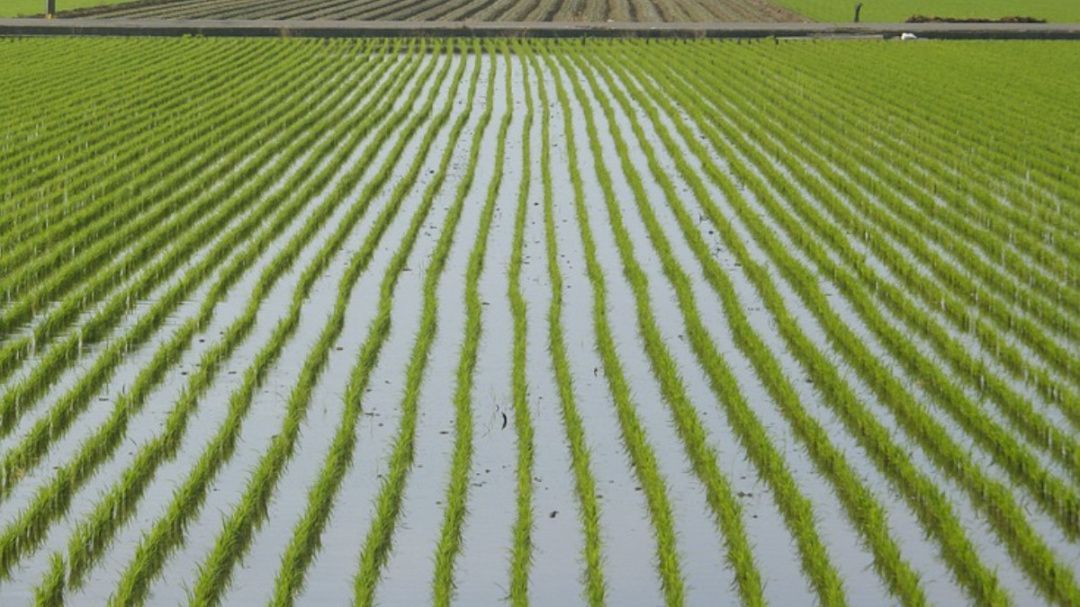 Фермерские хозяйства Дагестана приступили к севу риса