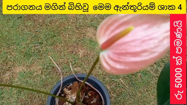 වෙනස්ම ඇන්තූරියම් වර්ග 4 ක් මල් සමඟ විකිණීමට | anthurium wagawa | anthurium plant | anthurium warga