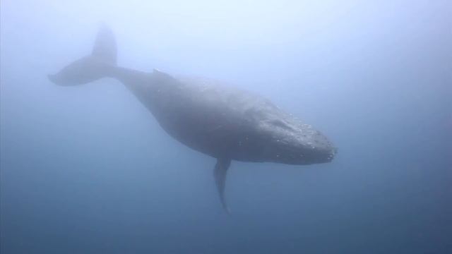 Pregnant humpback - Protea Banks, South Africa