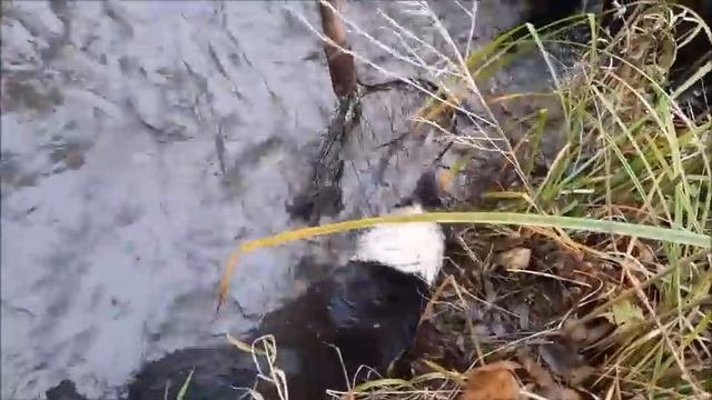 Мы ЕГО отыскали...Собака попала под раздачу...СМОТРЕТЬ ДО КОНЦА!!!
