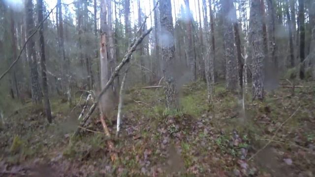 охота с гончей...