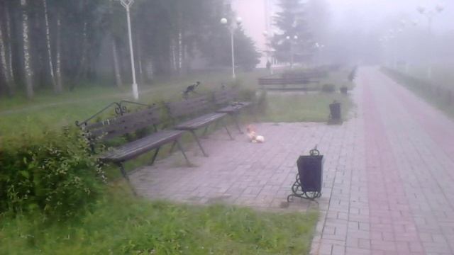 Ши-тцу общается с птицами