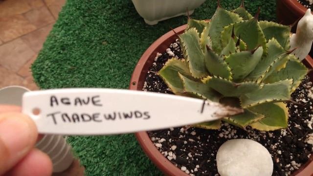 🌵 Agaves Variegata, Quadricolor • Lelis Com Amor