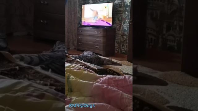 Хороший кот и собаку на лету остановит😂 ( видео про собак и кошек )