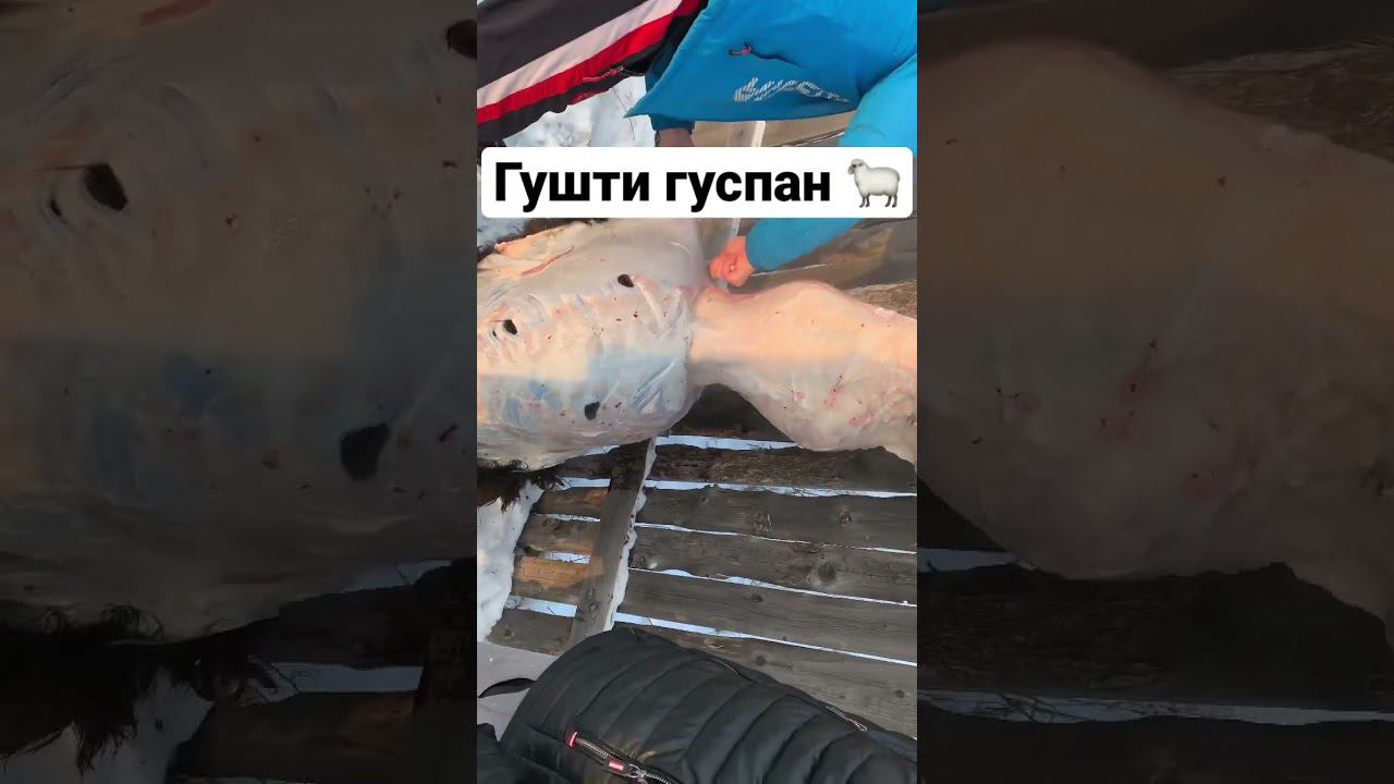 ТАДЖИКИ СНИМАЮТ ШКУРУ С БАРАНАГУШТИ ГУСПАН‼️ЗАРЕЗАЛИ БАРАШКА