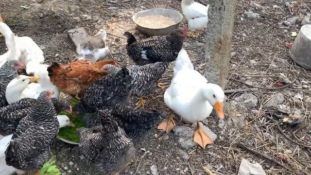 Утки гуси куры . Кушать подано