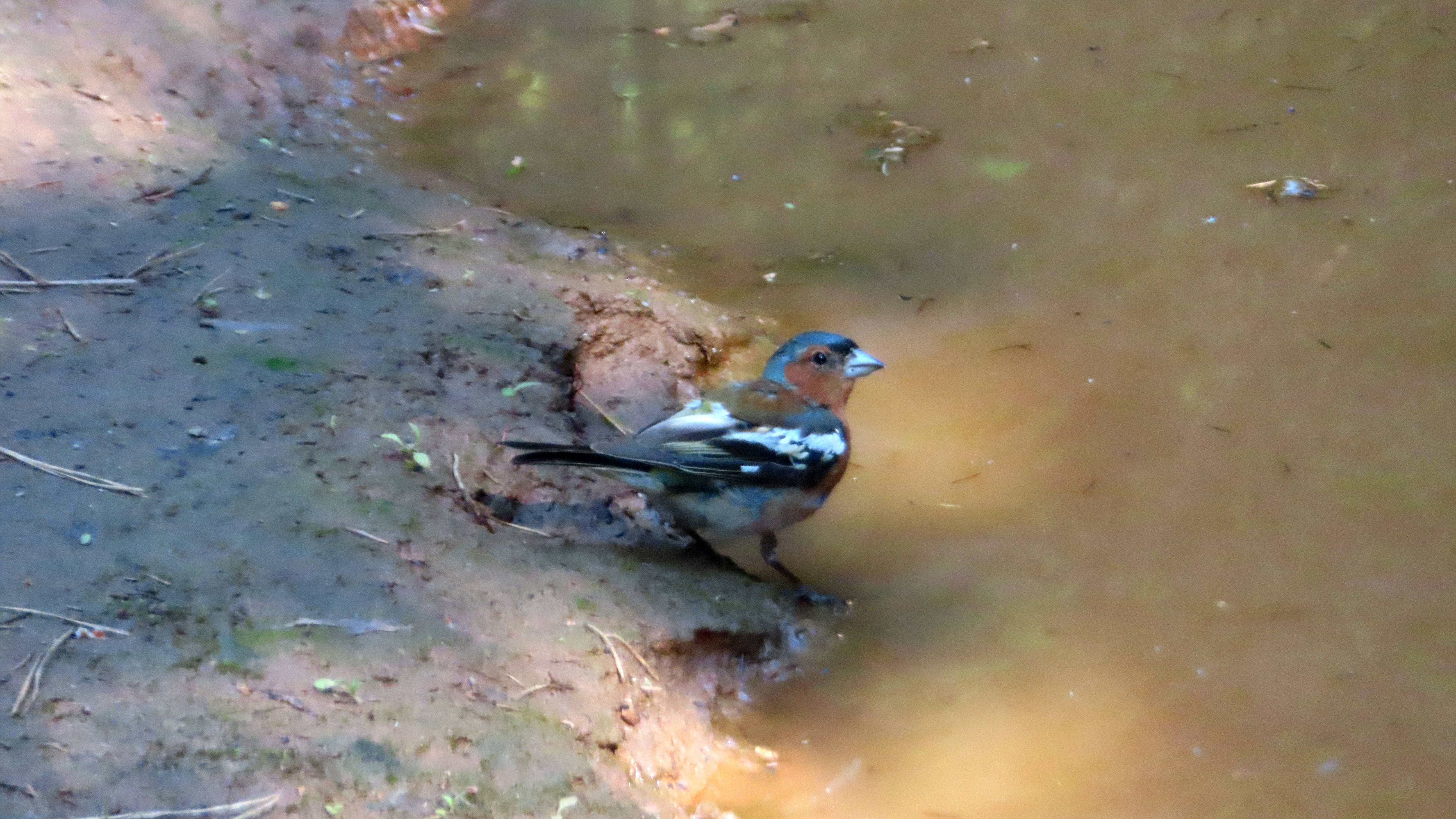 Маленький зяблик