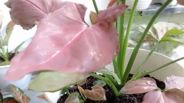 SYNGONIUM PODOPHYLLUM SCHOTT | Syngonium Pink Leaf