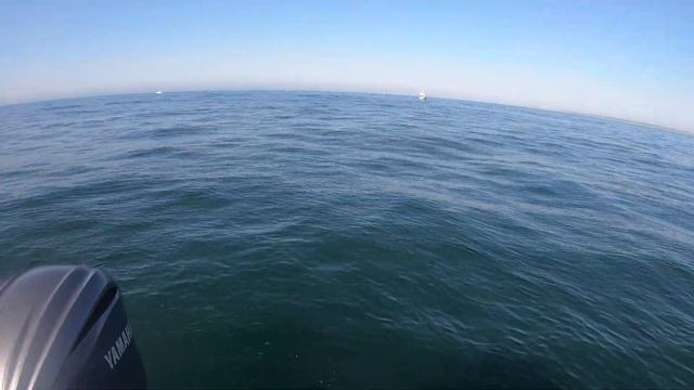 Is bait the better choice for flounder this year? 8 inch gulp grubs overkill?