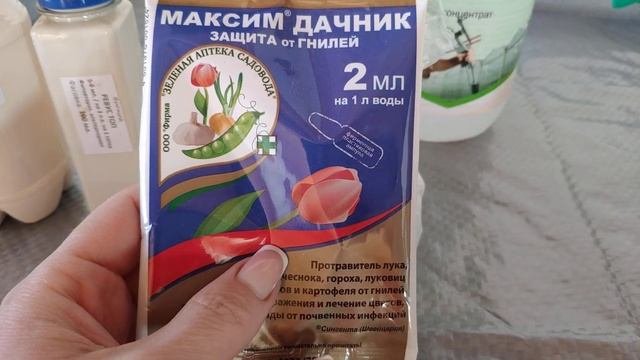 Ложная мучнистая роса - чем обработать новые саженцы роз ? Профилактика и борьба с ЛМР в моем саду.