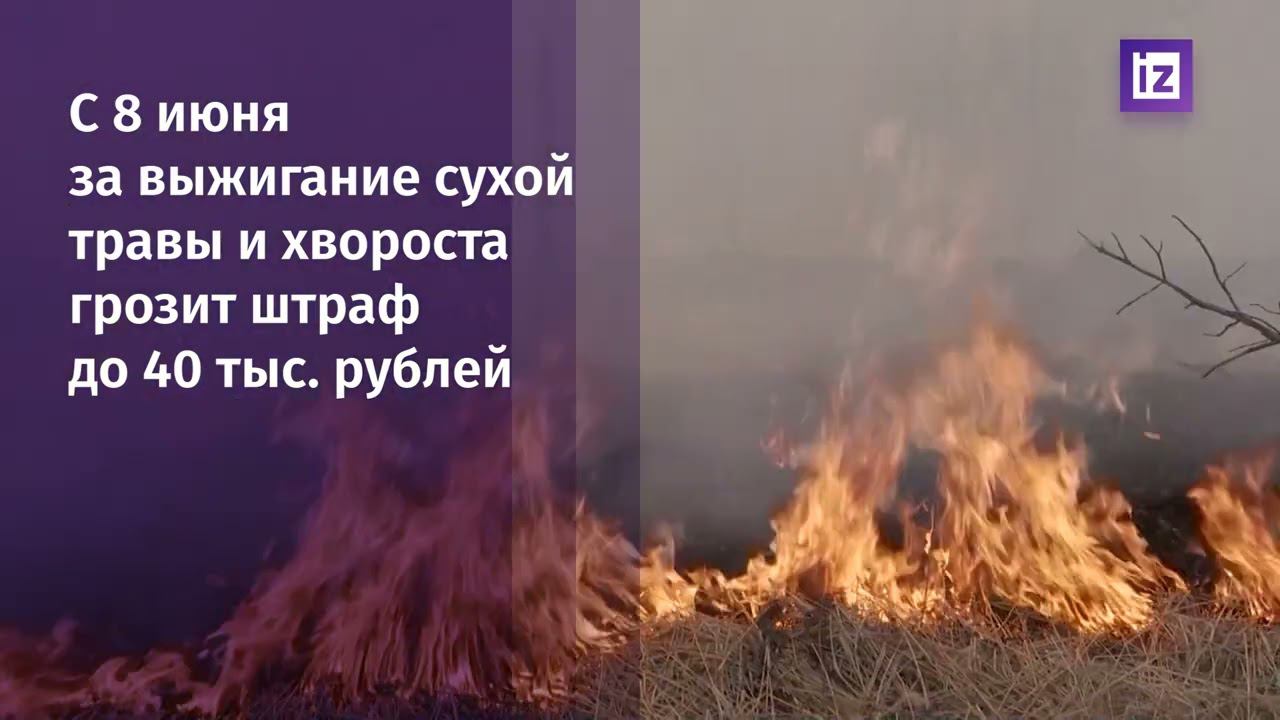 Штрафы за поджоги в лесах России выросли в 10 раз