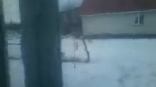 Ну очень смелая овчарка