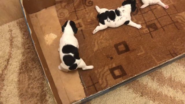Французский бульдог Мира хочет прокатиться в бульдовозе 🛺🐶🐶🐶
