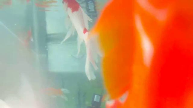 Рыба для пруда. Декоративные караси , купить, видео. Quality Fish