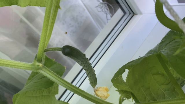 Муж выращивает огурцы на балконе