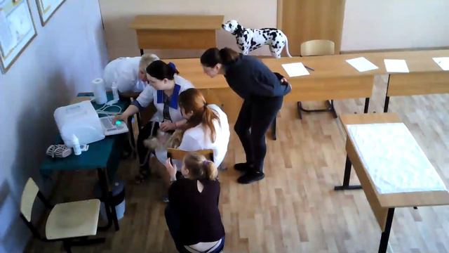Модуль С5. Клинический осмотр и УЗИ мелкого домашнего животного