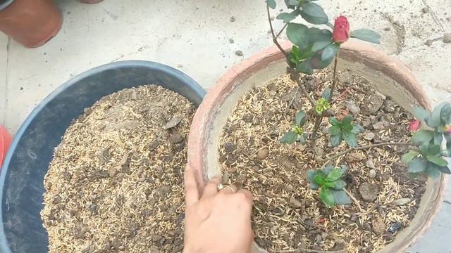 Azalea flowering plant || How to repot || Beautiful Flowers