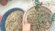 Azalea flowering plant || How to repot || Beautiful Flowers