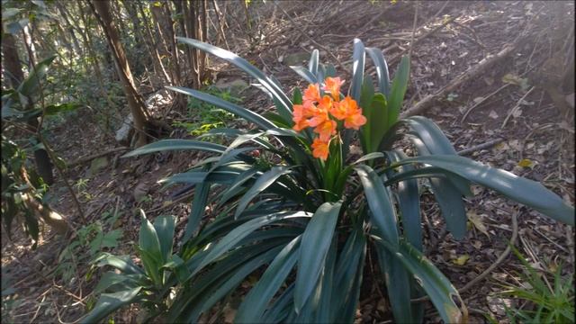 Clivia miniata in the Forest 18Dec2015