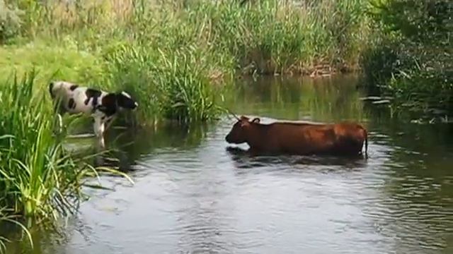 Водные процедуры для коров
