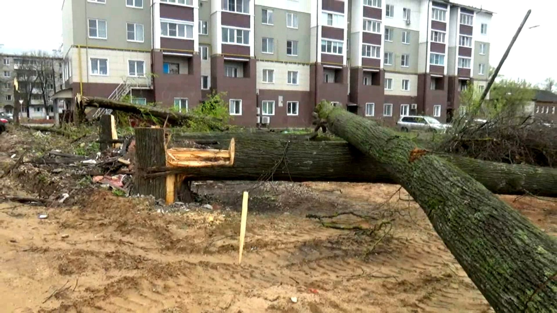 Срубленные деревья на Краснофлотской улице в городе Вязники. Съемка 26.04.2024