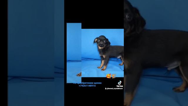 Пти брабансон. Этого щенка можно купить. Март 2022 +79261148915