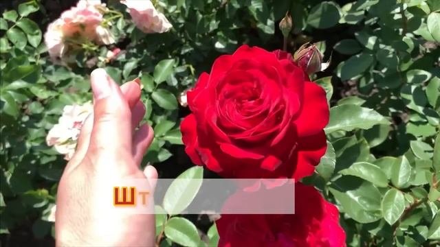Окунитесь в атмосферу цветущих роз 2023 maryroses розы мариярозы питомникроз 2024 бабанина