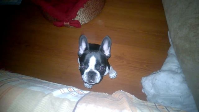 Французский бульдог