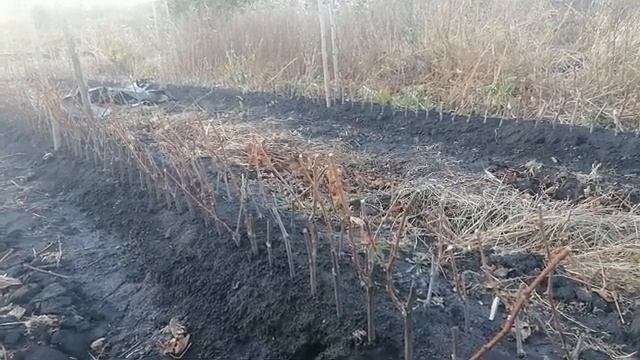 Осінь.Працюю на винограднику.Скоро буду копати виноградну шкілку-17.10.2023 рік.