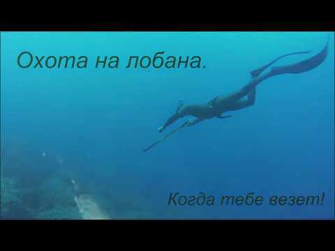 Охота на лобана. Когда тебе везет.