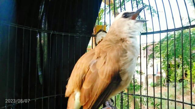 Burung Terucukan Rofel Jam Mipet😀