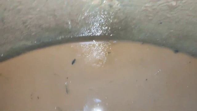 PodkApaev.Дер. Бабино. Плывун жвачка.