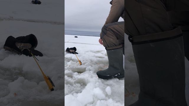 Корюшка на Белом морезимняярыбакаморскаярыбалка