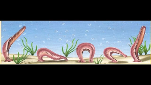 Hirudinea_2.wmv