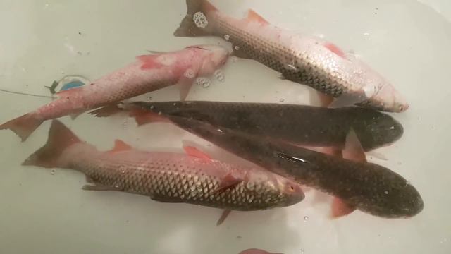 Мой океанариум в ванной :) тест на свежесть Пеленгаса