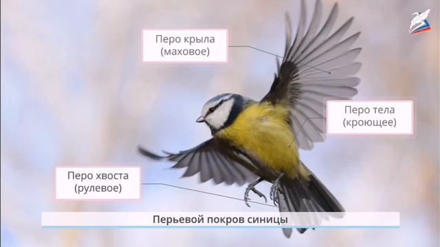 Окружающий мир 14.10.21
