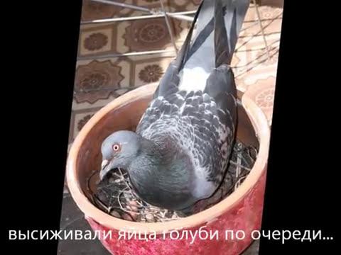 Taielle - Dove L'amore: Появление на свет голубят: Балеринки и Моцарта
