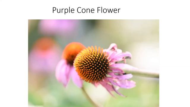 Pollinators @ the Pool Garden pp for Youtube Video