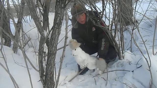 охота на зайца декабрь