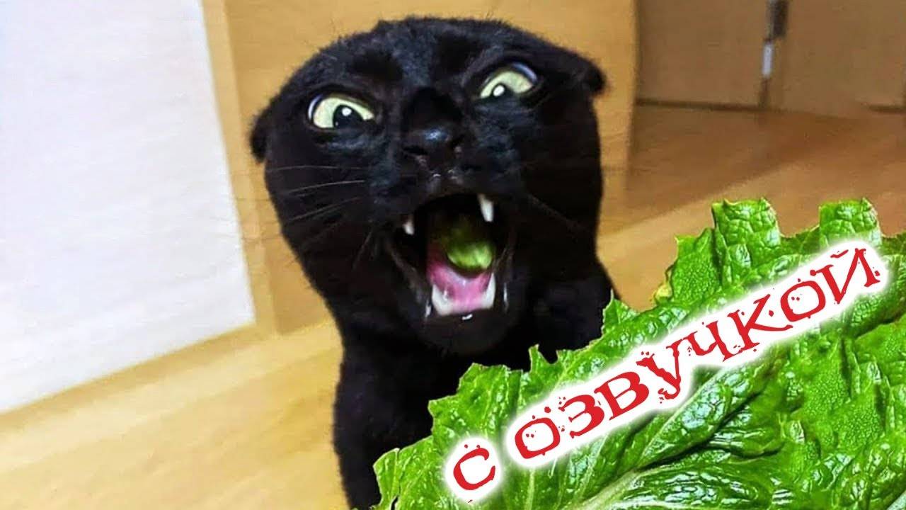 Приколы с котами! Смешные коты! - С ОЗВУЧКОЙ! Самые смешные животные!